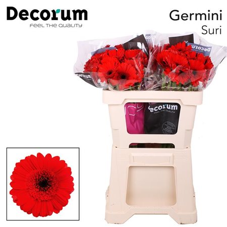 Mini Gerbera Red Ruby x20 c1929