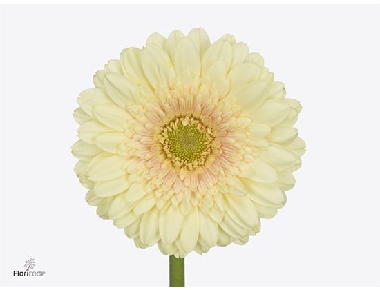 Mini Gerbera Romily x20 c1930