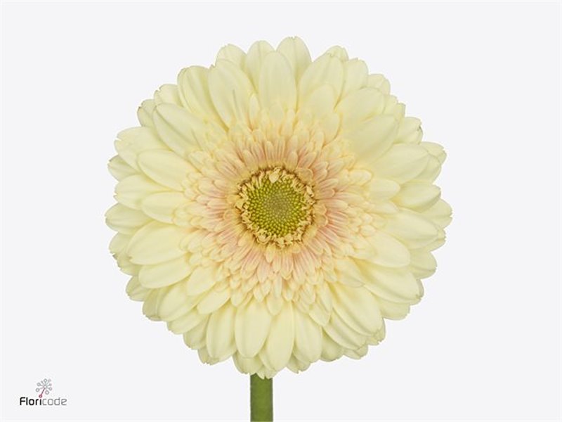 Mini Gerbera Romily x20 c1930