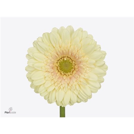 Mini Gerbera Romily x20 c1930