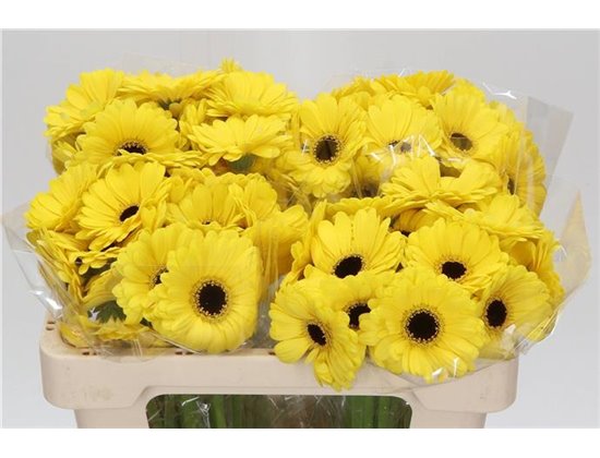 Mini Gerbera Sunshine x20 c1933