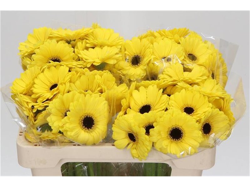 Mini Gerbera Sunshine x20 c1933
