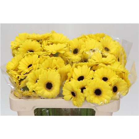Mini Gerbera Sunshine x20 c1933