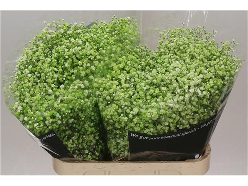 Gipsofila Dyed Apple Green c1986