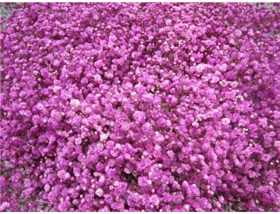 Gipsofila Dyed Cerise c1989