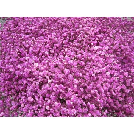 Gipsofila Dyed Cerise c1989