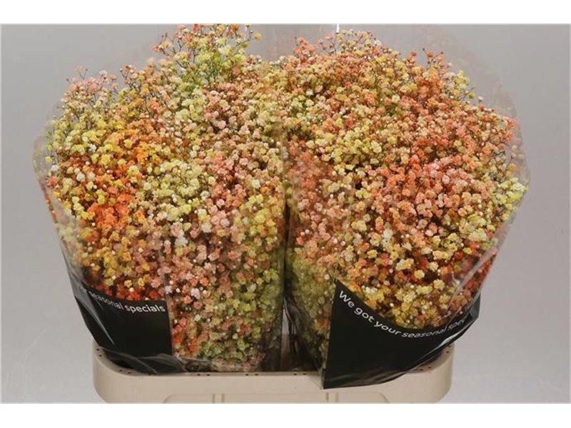 Gipsofila Dyed Disco Miami c1992