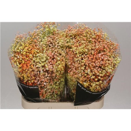 Gipsofila Dyed Disco Miami c1992