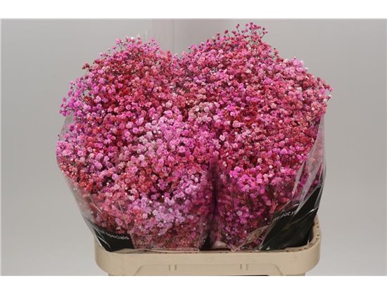 Gipsofila Dyed Disco Parijs c1993