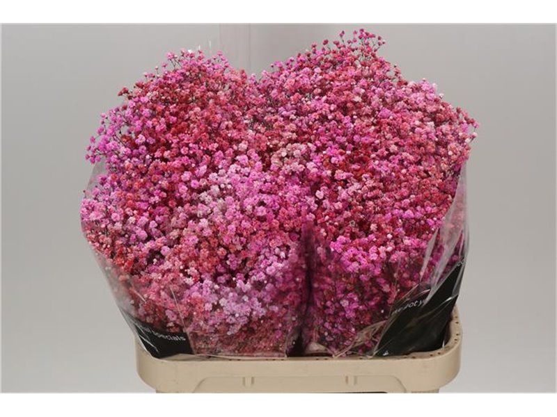 Gipsofila Dyed Disco Parijs c1993