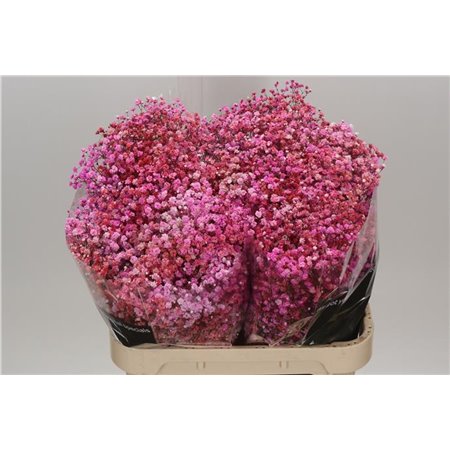 Gipsofila Dyed Disco Parijs c1993