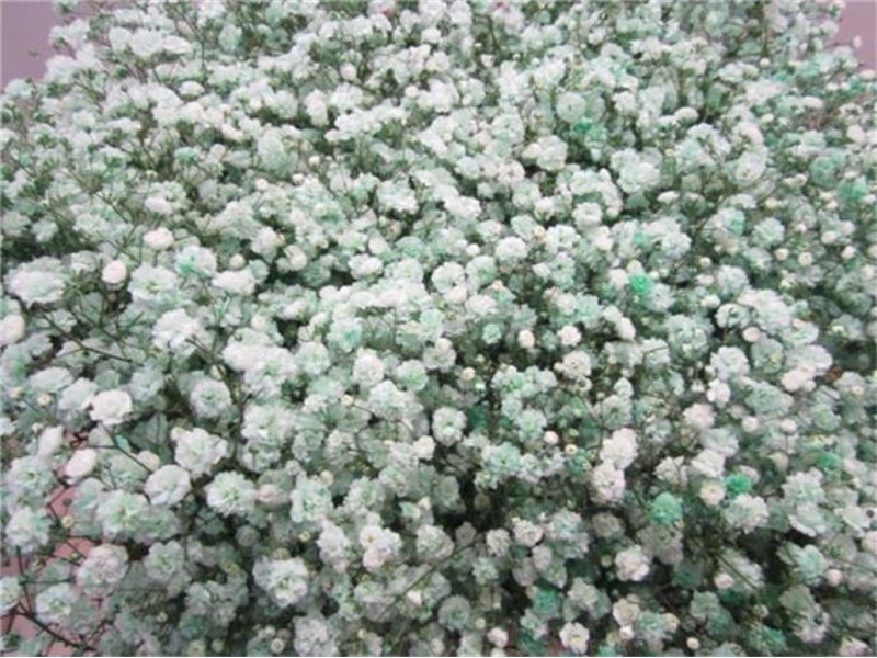 Gipsofila Dyed Green c1995