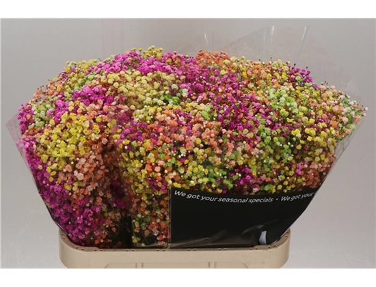 Gipsofila Dyed Lovely Rainbow c1996