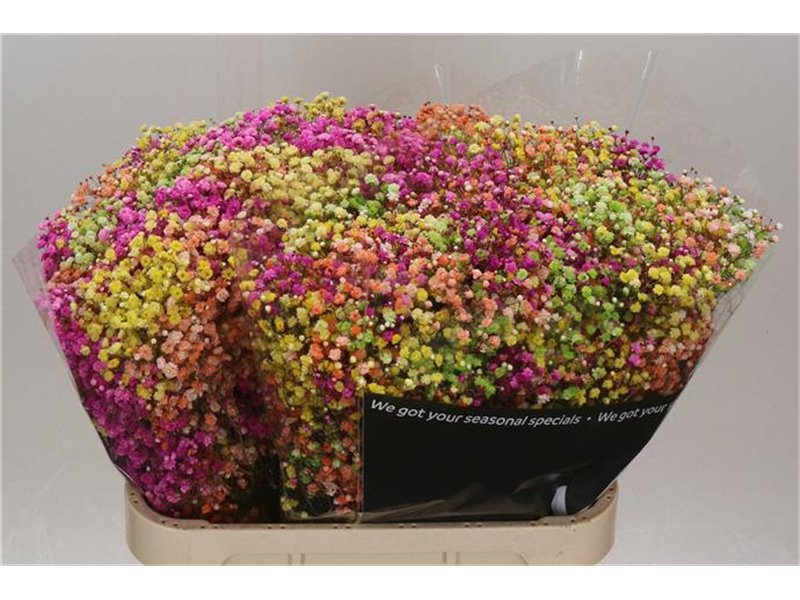 Gipsofila Dyed Lovely Rainbow c1998