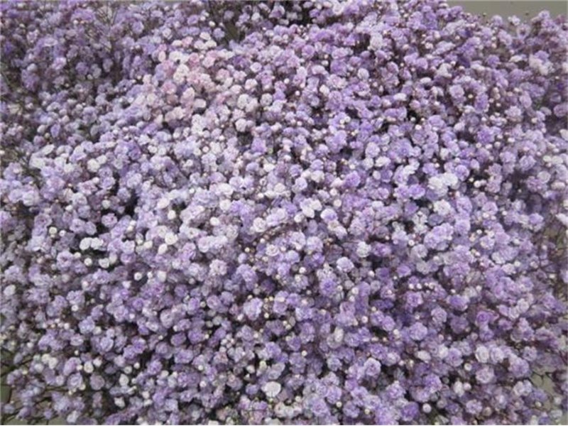 Gipsofila Dyed Milka c1999