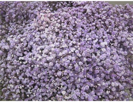 Gipsofila Dyed Milka c2000