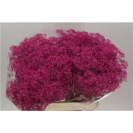 Gipsofila Dyed Million Cerise c2001