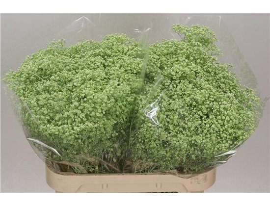 Gipsofila Dyed Million Cerise c2002