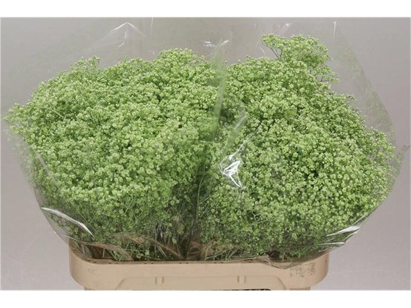 Gipsofila Dyed Million Cerise c2002