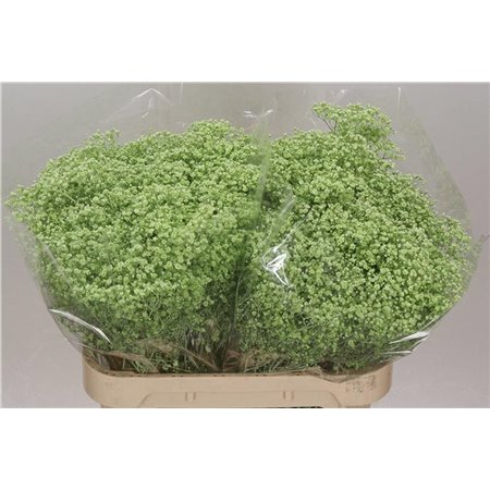 Gipsofila Dyed Million Cerise c2002