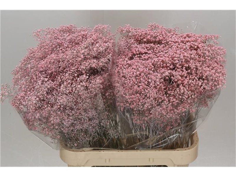 Gipsofila Dyed Million Pale Pink c2003