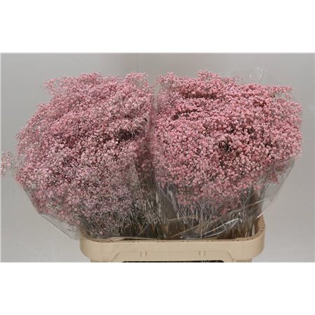 Gipsofila Dyed Million Pale Pink c2003