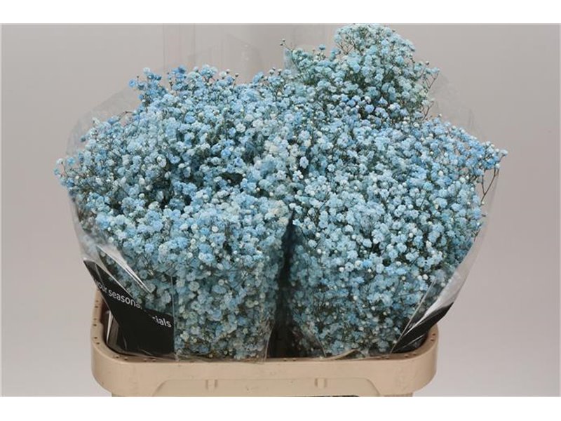 Gipsofila Dyed Pale Blue c2004