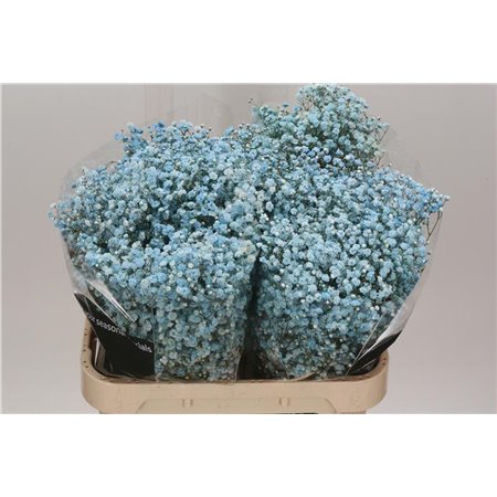 Gipsofila Dyed Pale Blue c2004