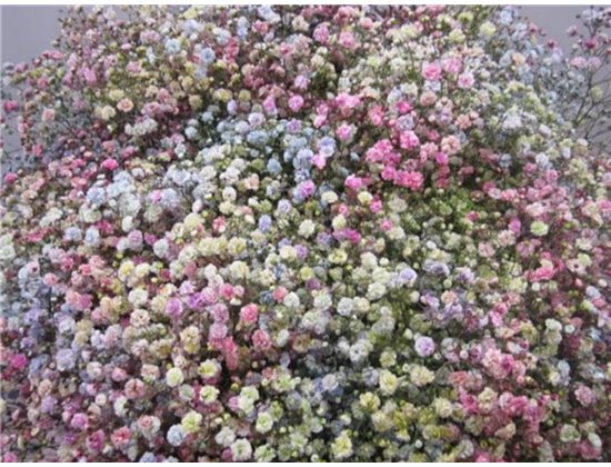 Gipsofila Dyed Rainbow c2006