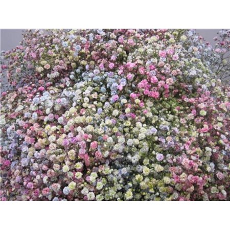 Gipsofila Dyed Rainbow c2006