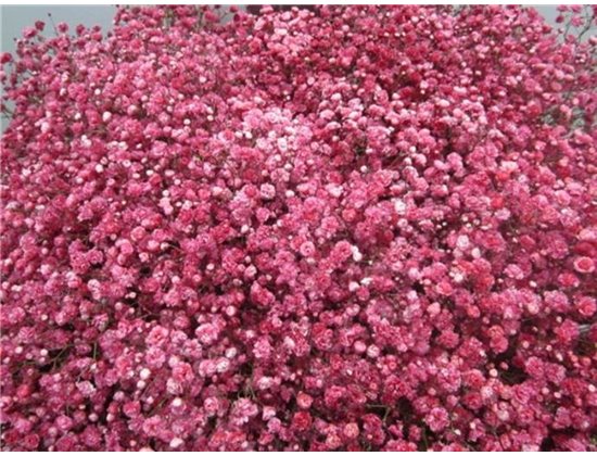 Gipsofila Dyed Red c2007