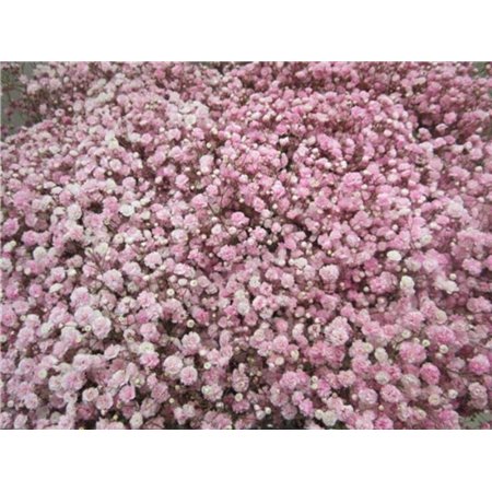 Gipsofila Dyed Rose c2009