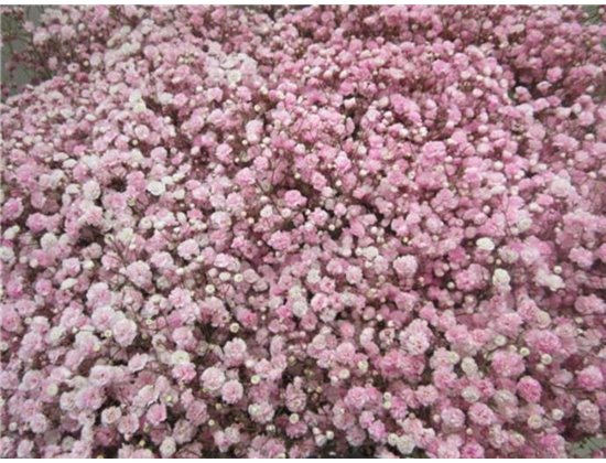 Gipsofila Dyed Rose c2010