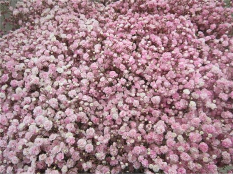 Gipsofila Dyed Rose c2010