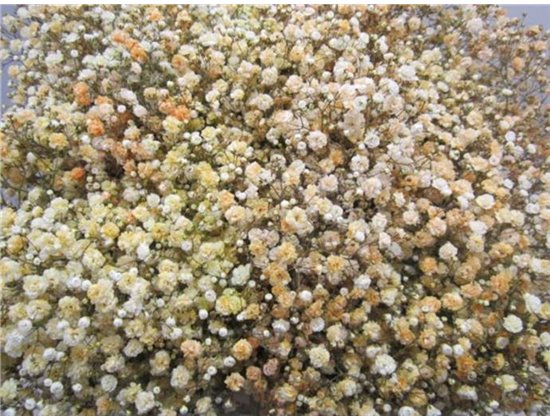 Gipsofila Dyed Salmon c2011