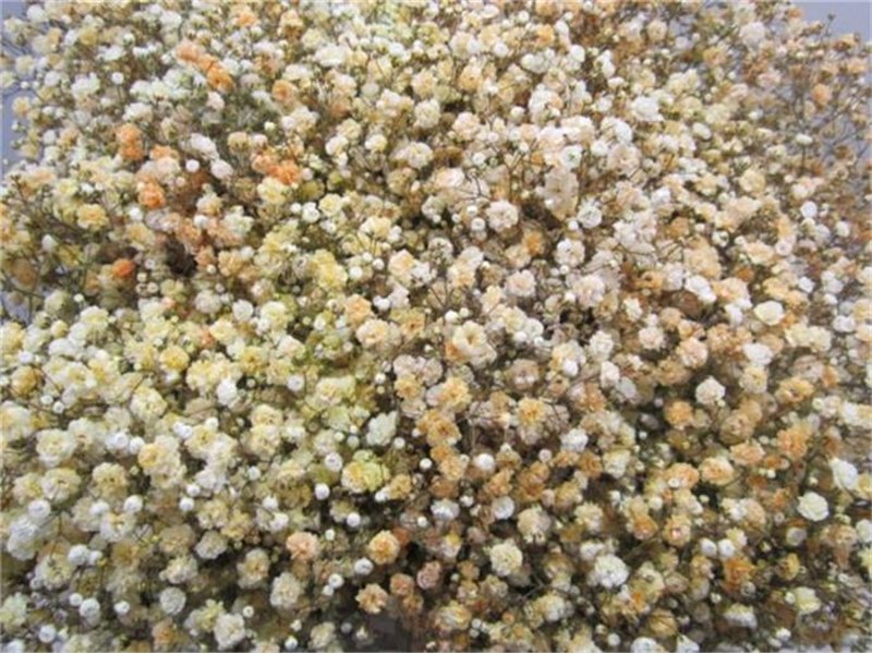 Gipsofila Dyed Salmon c2011