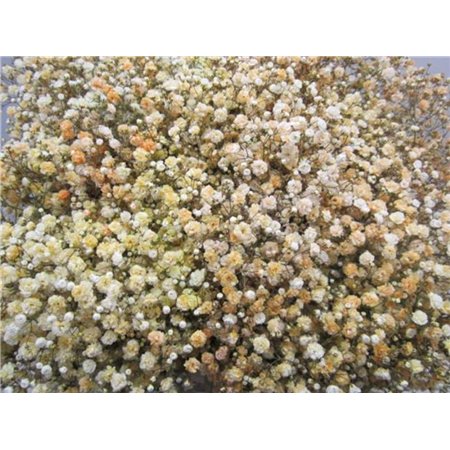 Gipsofila Dyed Salmon c2012