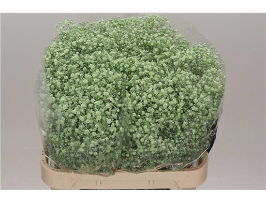 Gipsofila Dyed Xlence Light Green c2013
