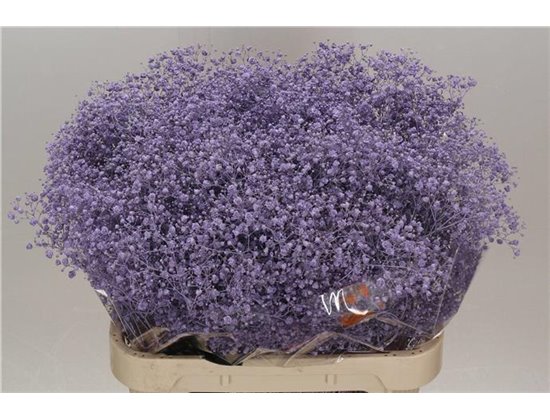 Gipsofila Dyed Xlence Milka c2014