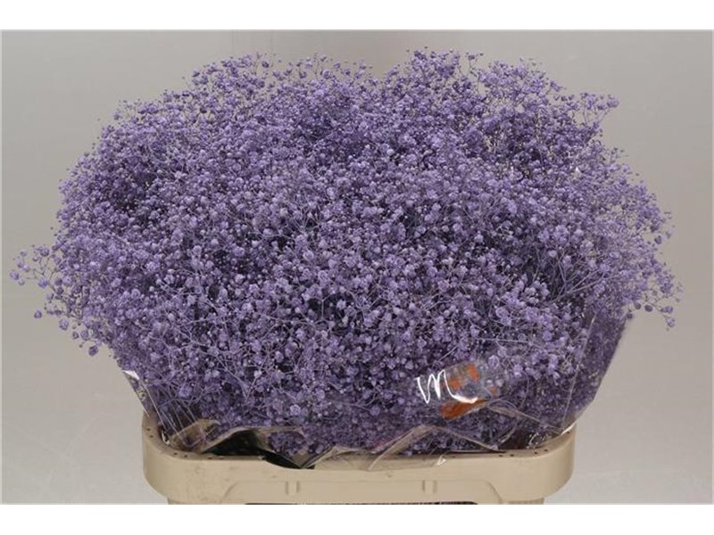 Gipsofila Dyed Xlence Milka c2014