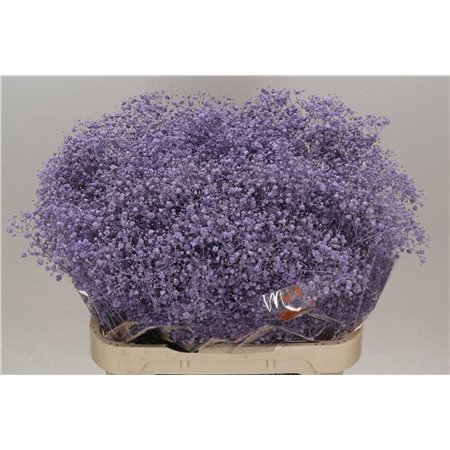 Gipsofila Dyed Xlence Milka c2014