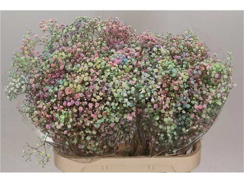 Gipsofila Dyed Xlence Rainbow c2015