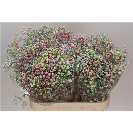 Gipsofila Dyed Xlence Rainbow c2015