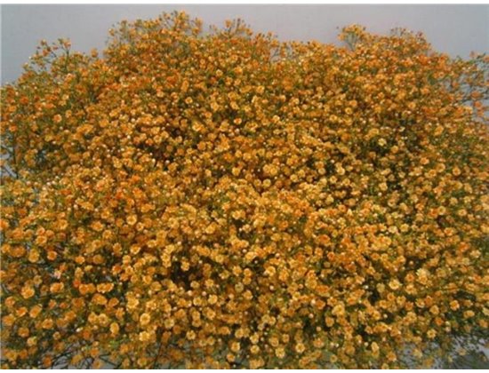 Gipsofila Dyed Xlence Rainbow c2016