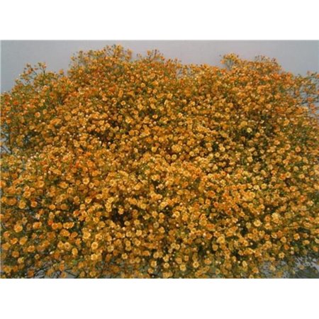 Gipsofila Dyed Xlence Rainbow c2016