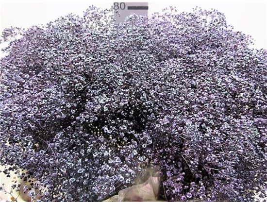 Gipsofila Mill St Aubergine c2018