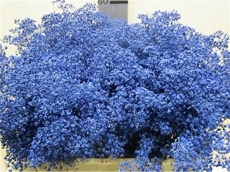 Gipsofila Mill St Blue c2020