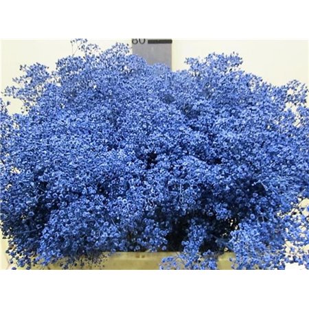 Gipsofila Mill St Blue c2020