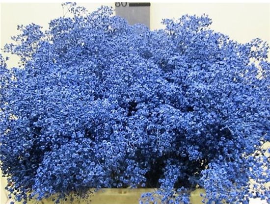 Gipsofila Mill St Blue c2021