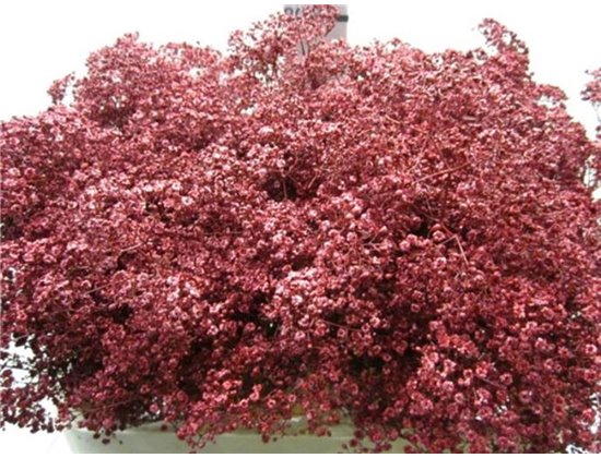 Gipsofila Mill St Bordeaux c2022